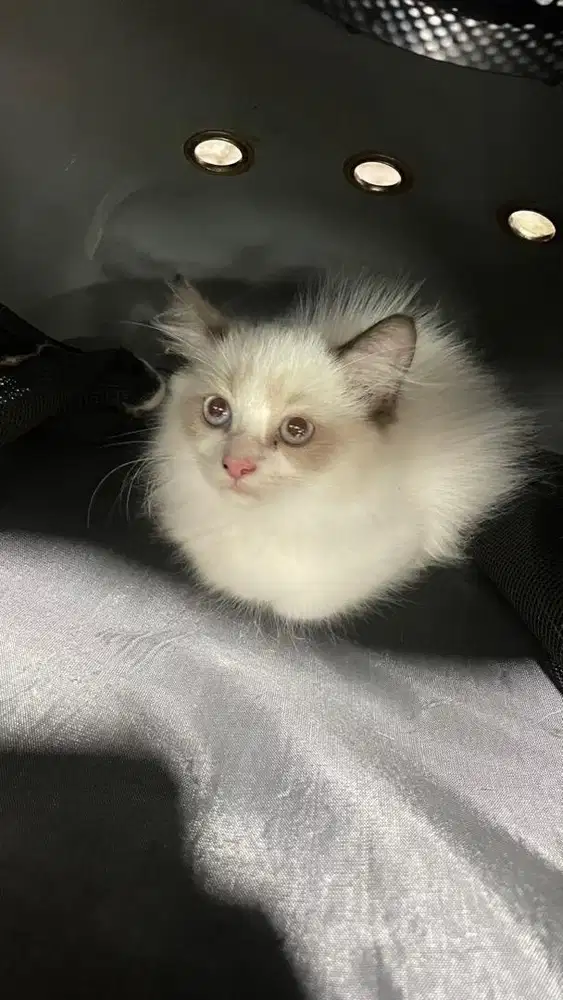 lepas adop ragdoll jantan