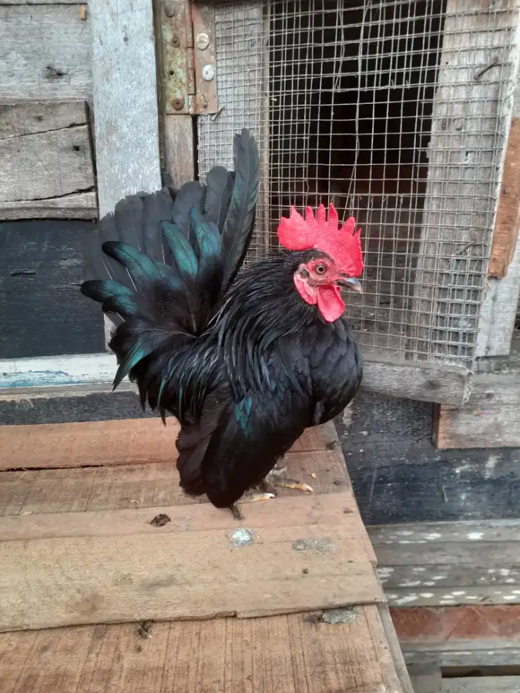 Ayam kate hitam pekat