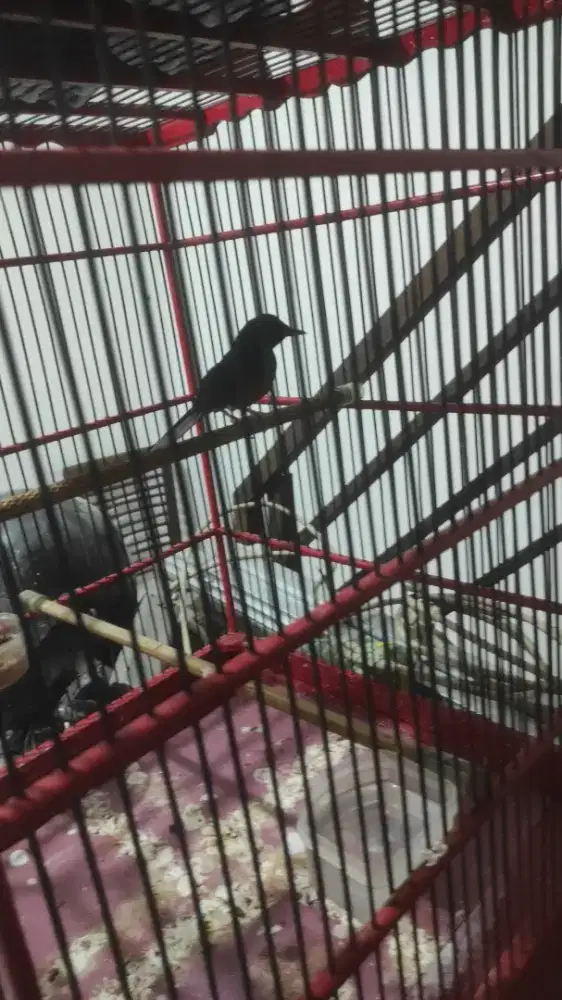 Murai indukan ring MBRK terkenal gacor