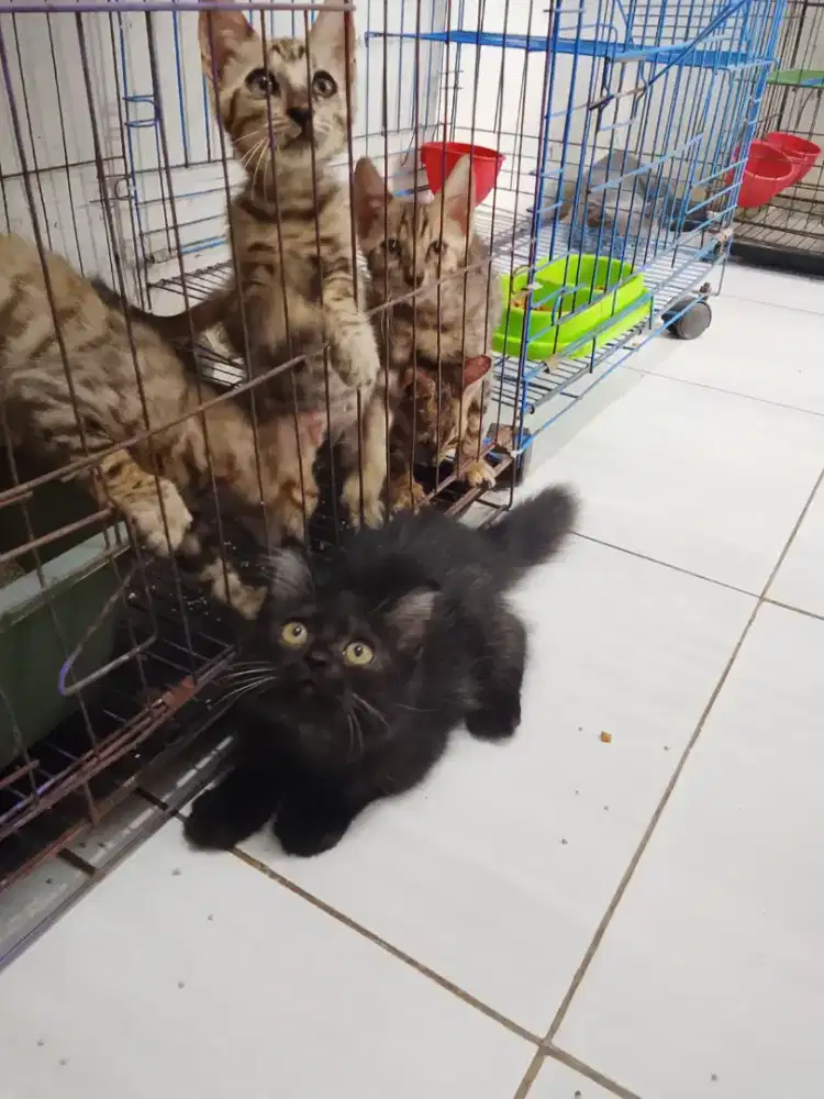 Kucing Persia Hitam jantan