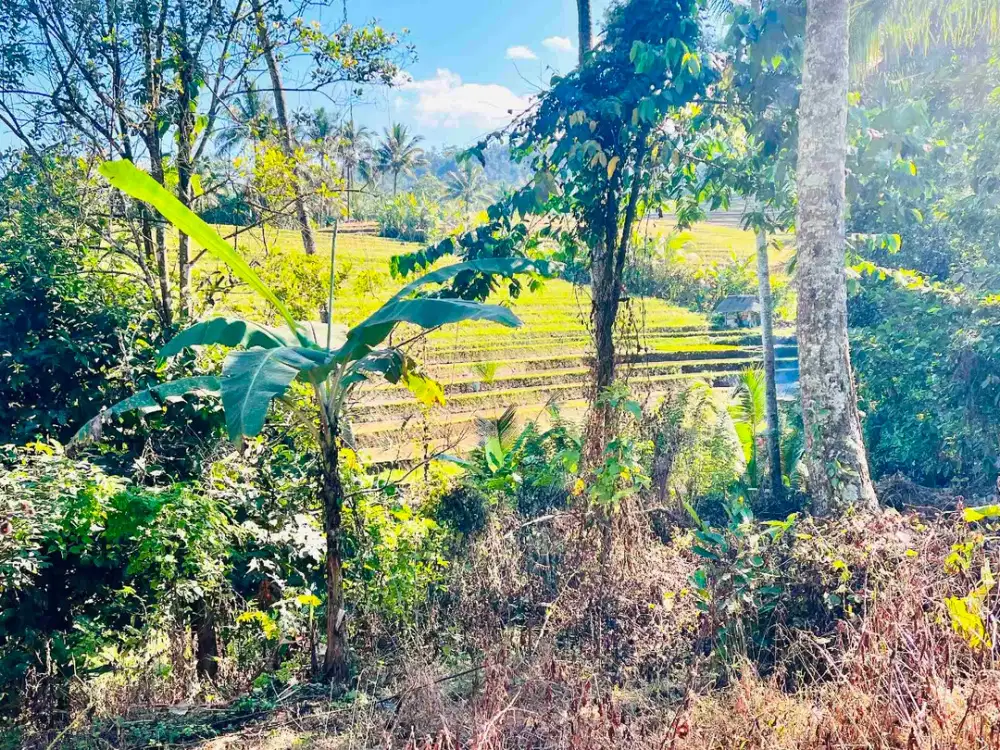 jual tanah Luas 950 m² harga 380 juta global, kawasan villa jarang ada, di tabanan bali.