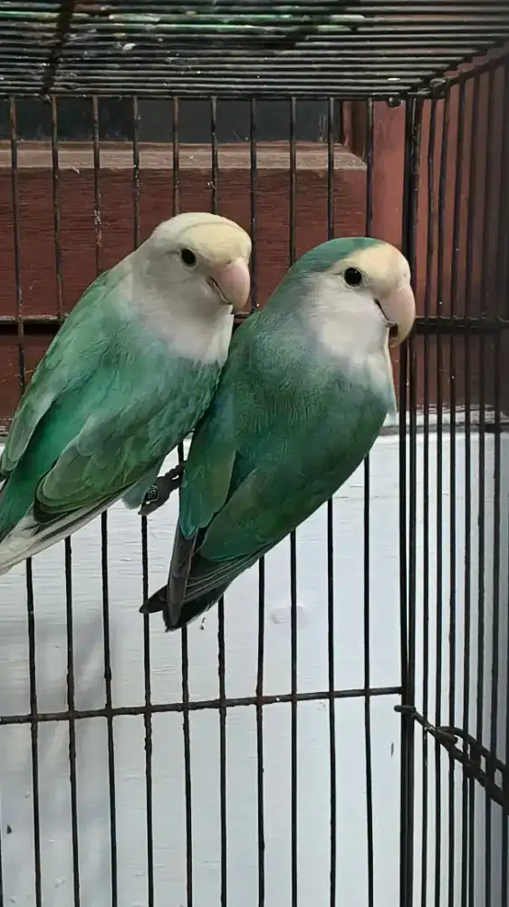 Lovebird non klep