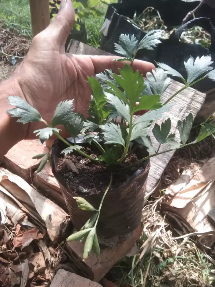 Bibit Seledri untuk kebutuhan dapur