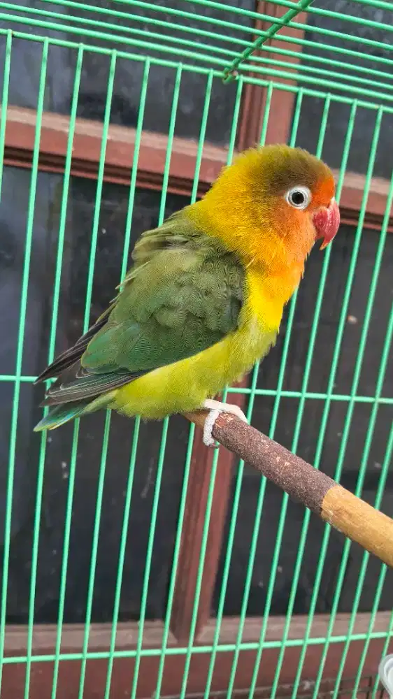 Lovebird betina