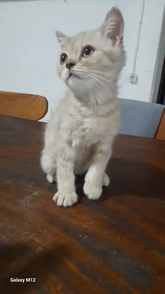 Kucing BSH kitten jantan