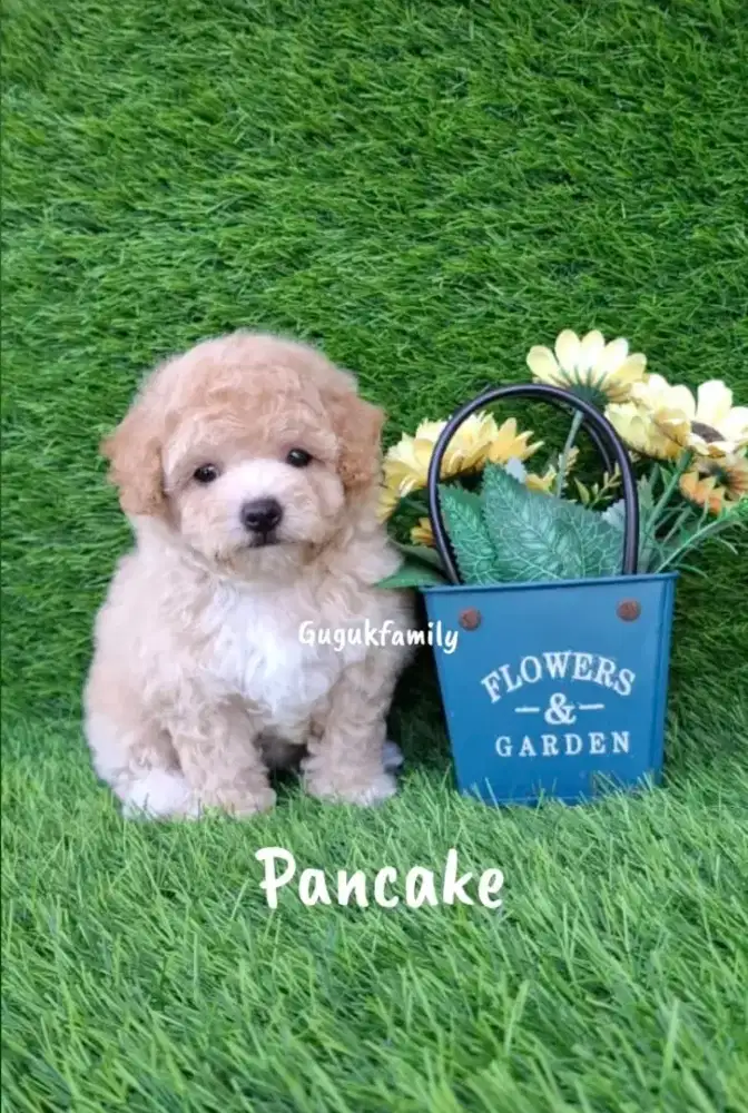 Tiny Poodle Betina