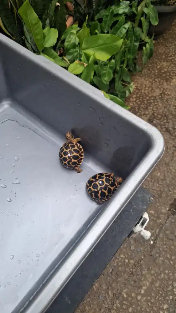 Indian Star Tortoise