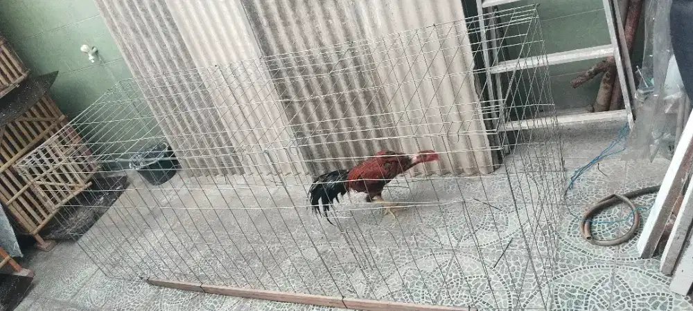Kandang umbar ayam bangkok