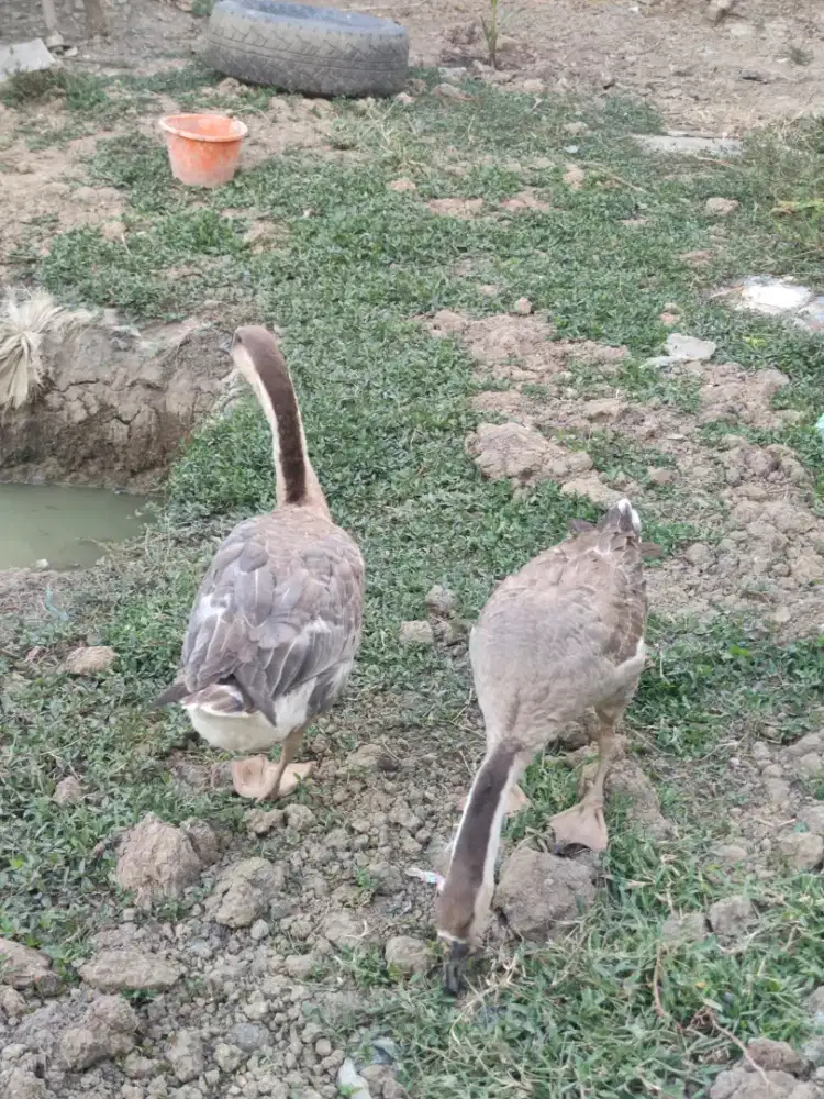 Angsa/soang sepasang usia 6 bulanan