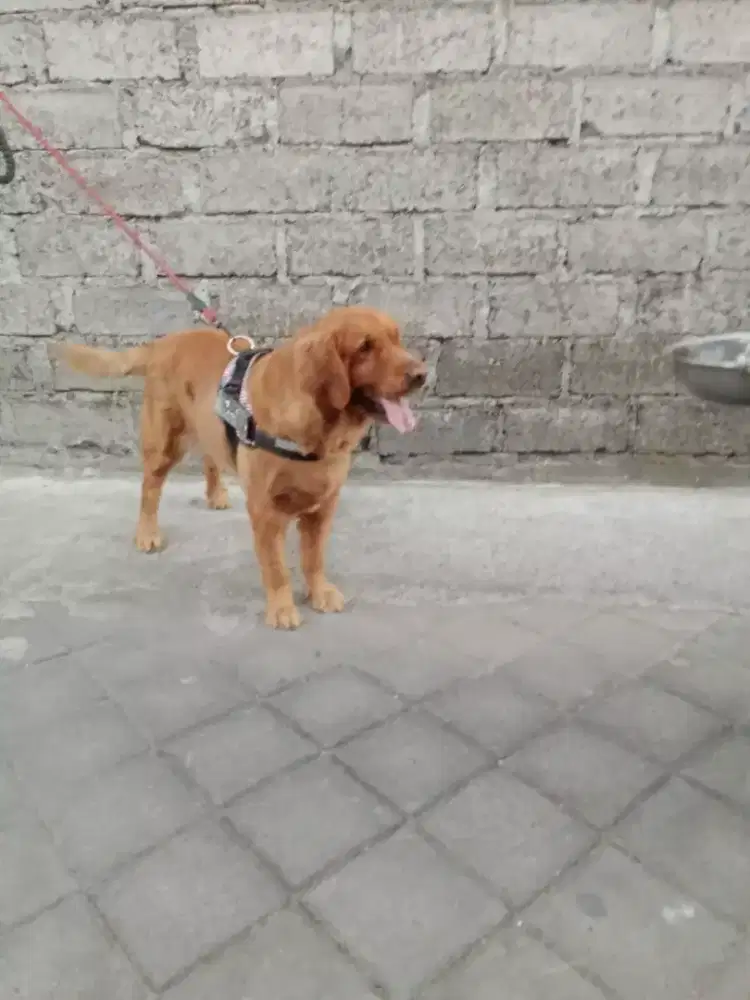 Golden retriever jantan big bon