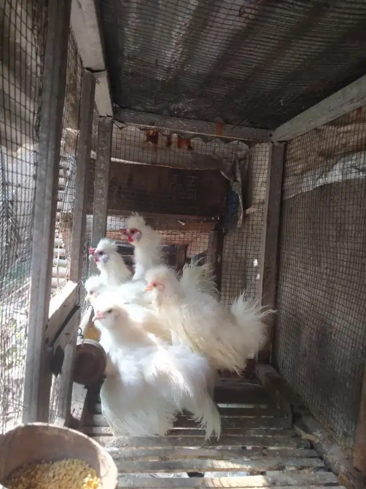 Ayam polandia jambul kapas