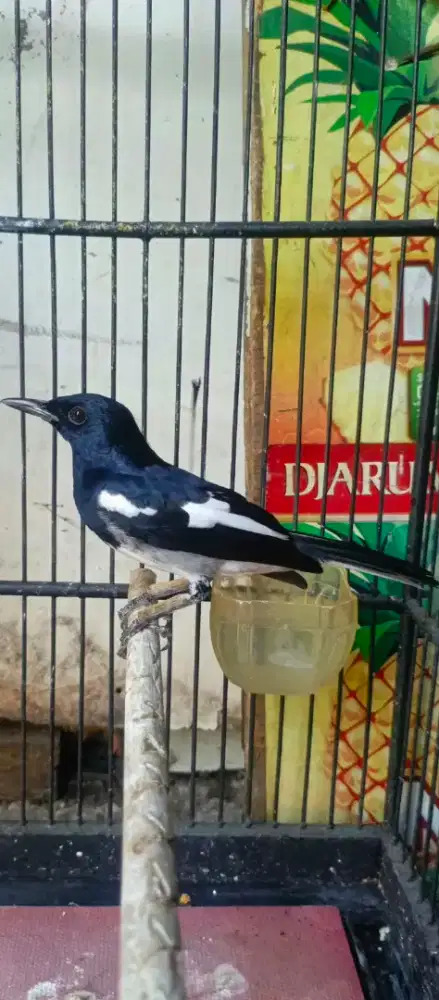 Burung kacer gacorr dekerr