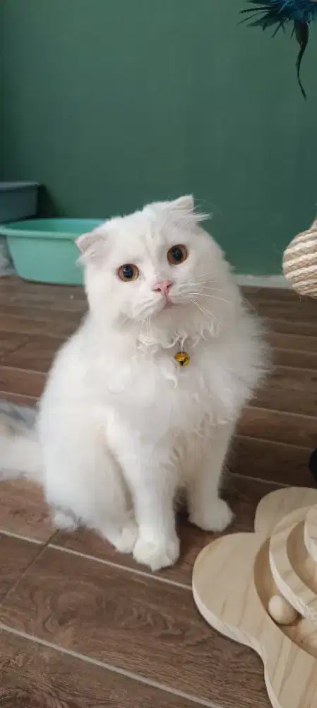 Kucing Ras Gaelic Fold Jantan : SF Scottish Fold x Munchkin
