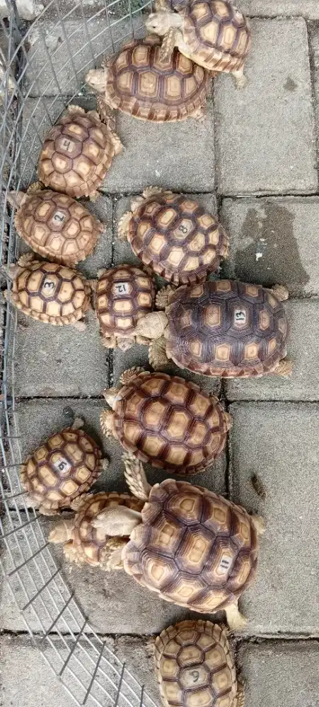 MAINAN KURA KURA SULCATA LUCU