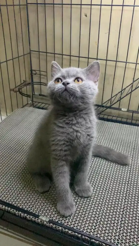 Kitten BSH betina 2,5 bulan