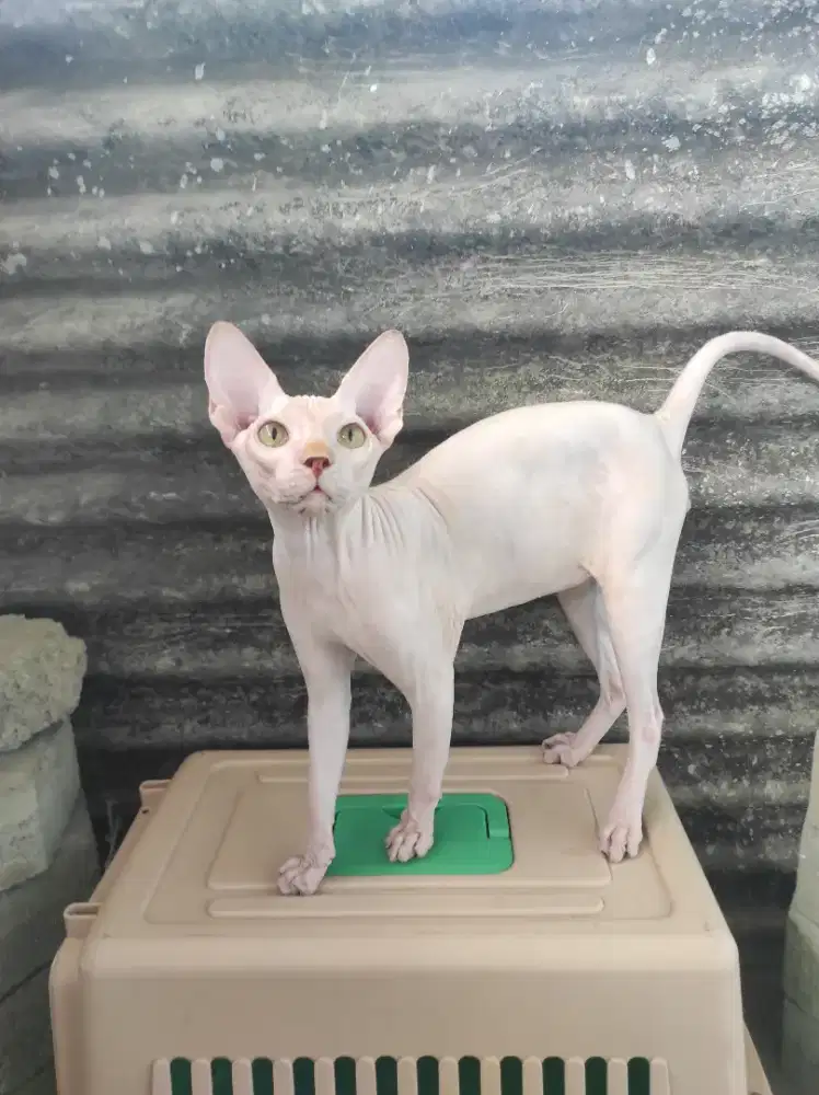 sphynx jantan 7bln