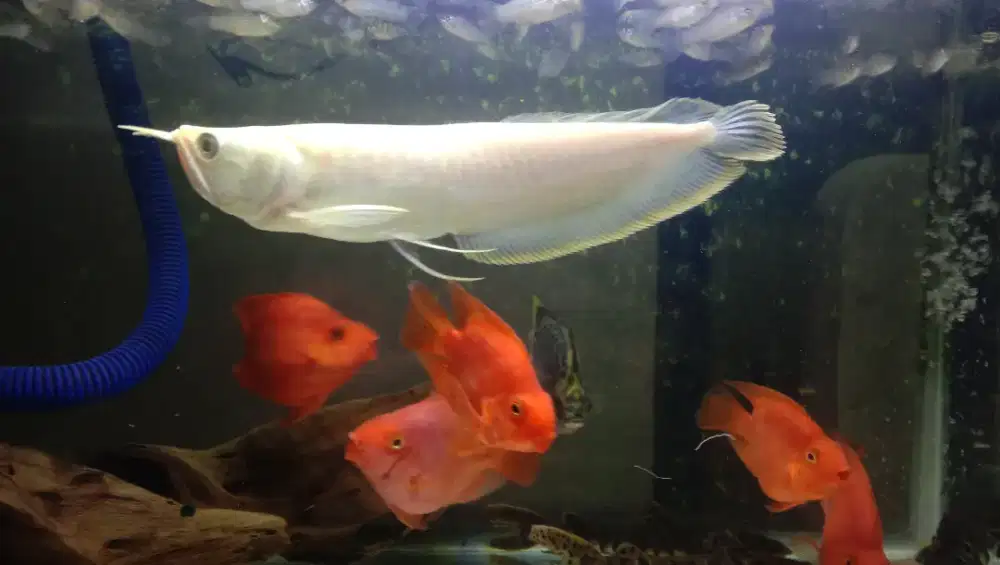 Arwana silver albino 20-22cm