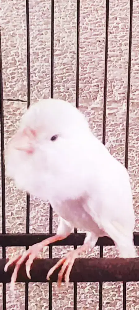 BURUNG KENARI MUKA NGEBARONG SEREM GACOR ISIAN