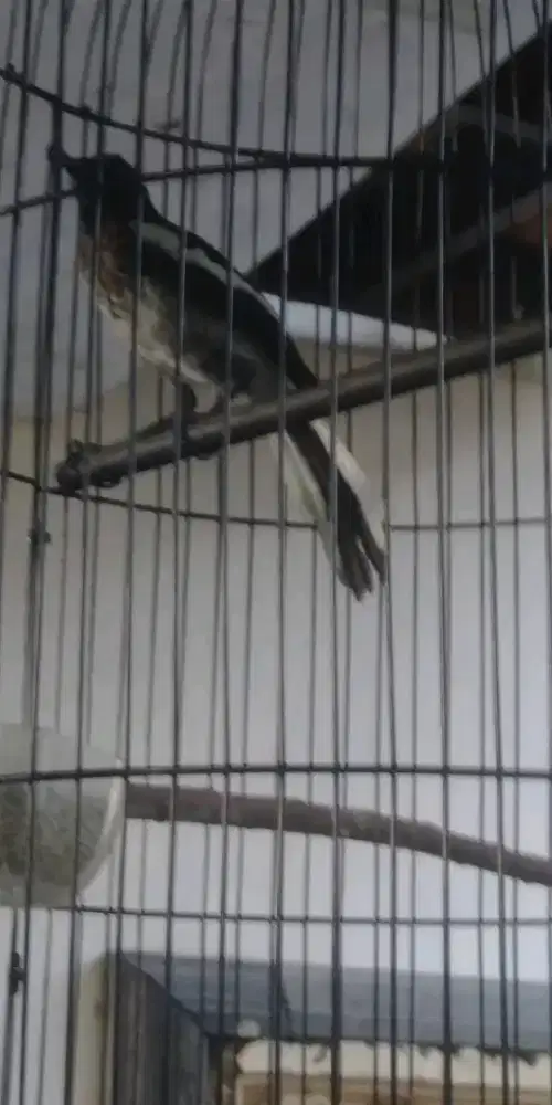 Trotol kacer priangan jalu