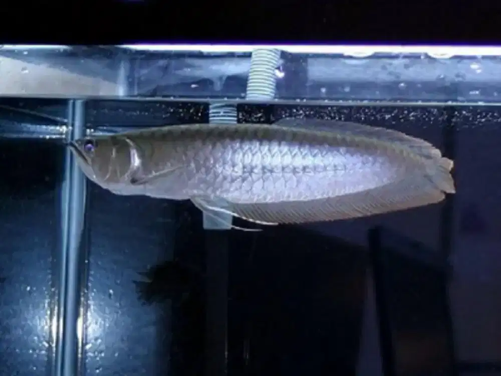 Arwana silver 70cm