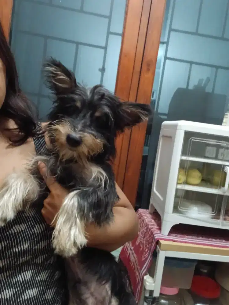 Anjing yorkie jantan