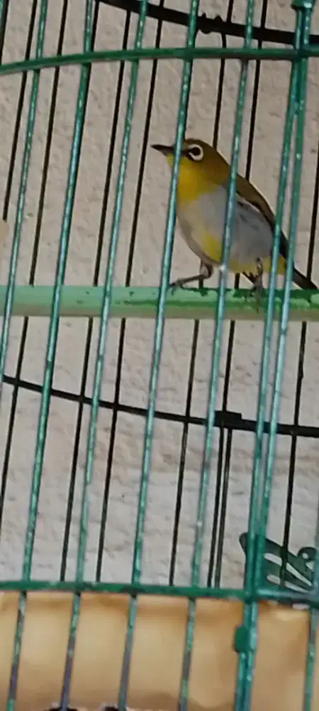 Burung kecil murah ngacor