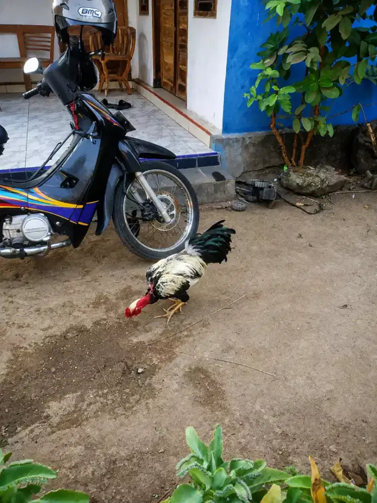 Ayam kampung saigon sepasang
