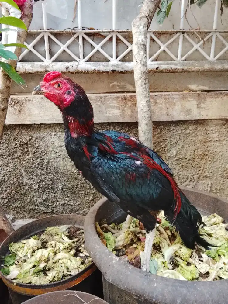 Ayam bangkok jantan
