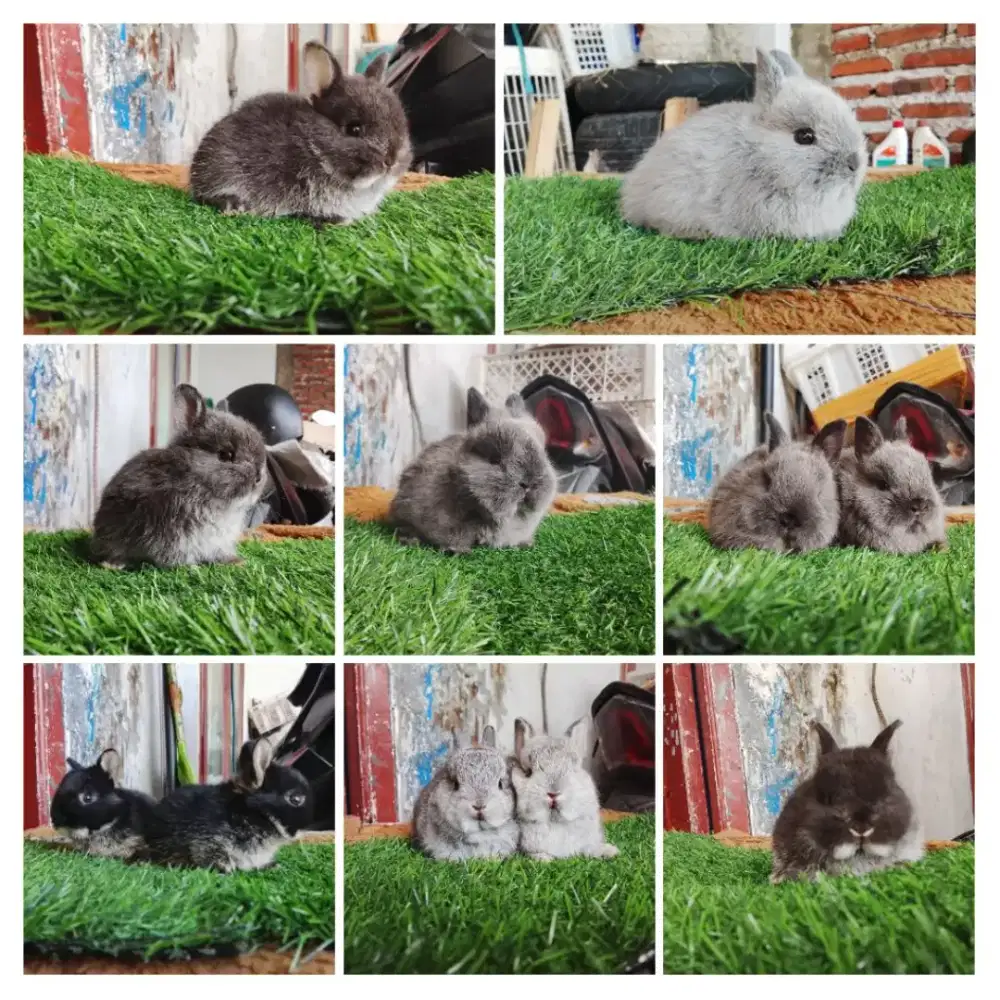 Peternakan kelinci mini