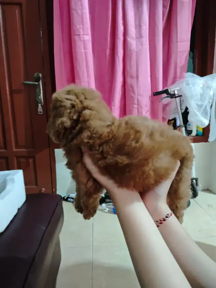 jual toy poodle red jantan + include barang di deskripsi