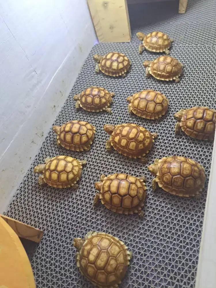 KURA KURA SULCATA SIZE 6CM