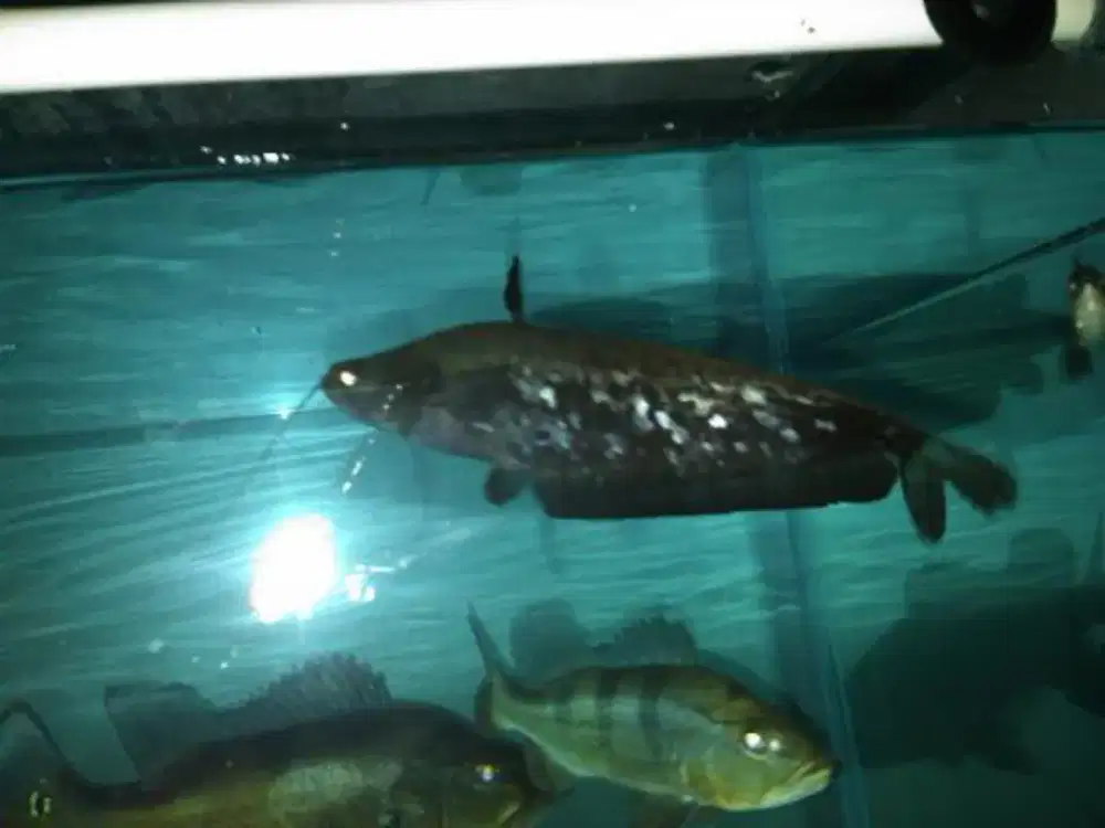 Tapah catfish 40cm up