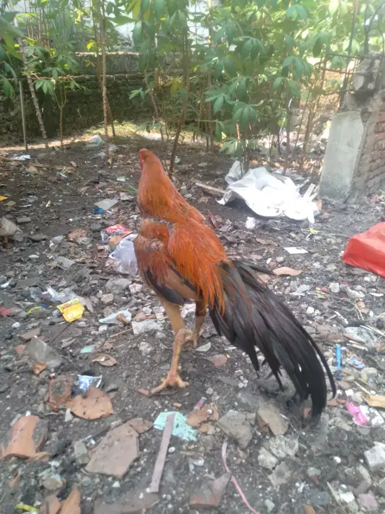 ayam aseel x bangkok