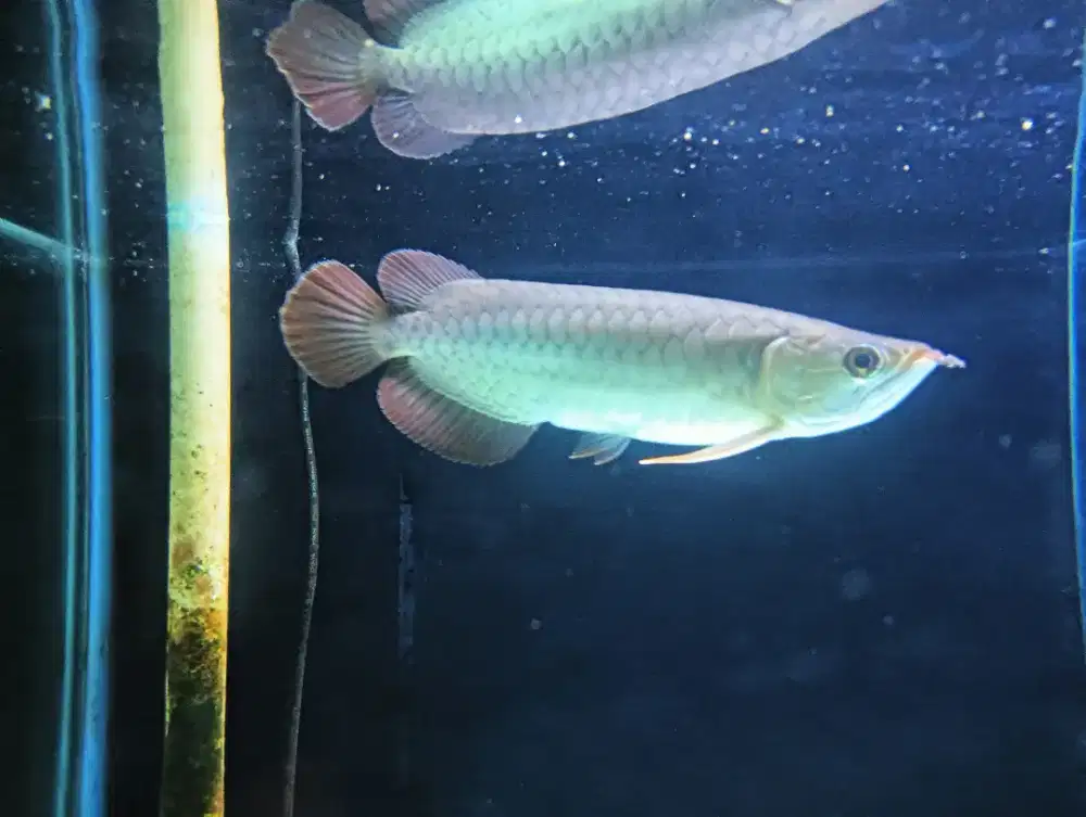 Arwana super red 38-40cm