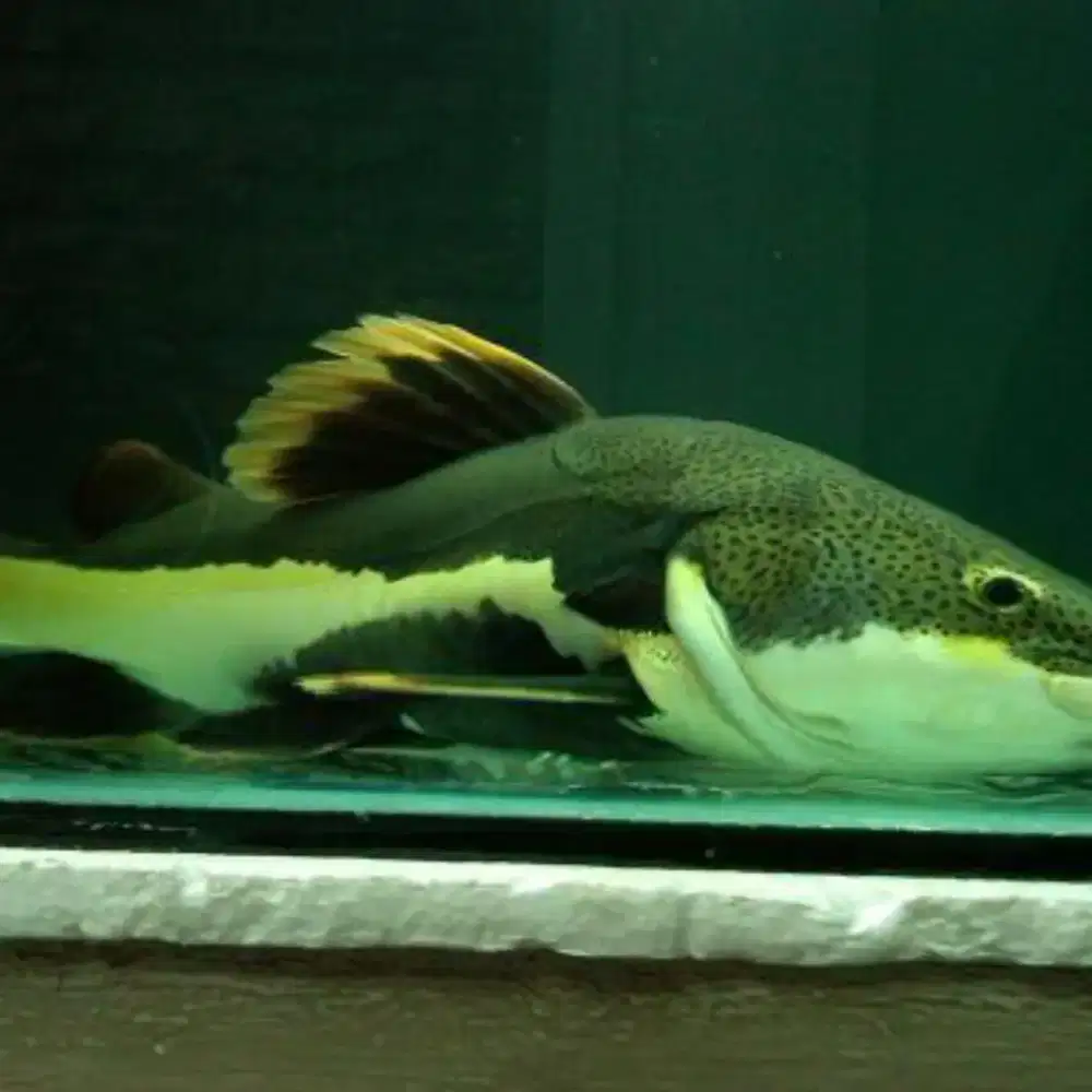Red tail catfish RTC 55-60cm