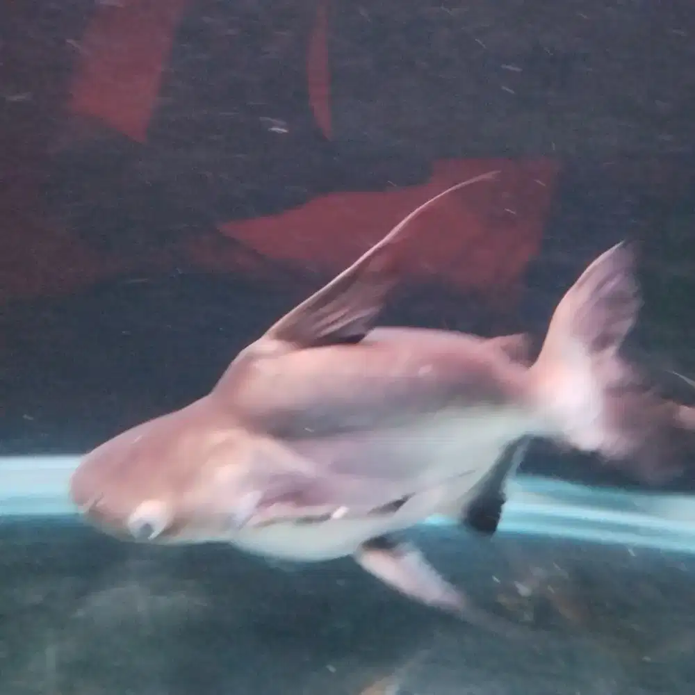 Genghikan Paroon Shark King SB 50cm up