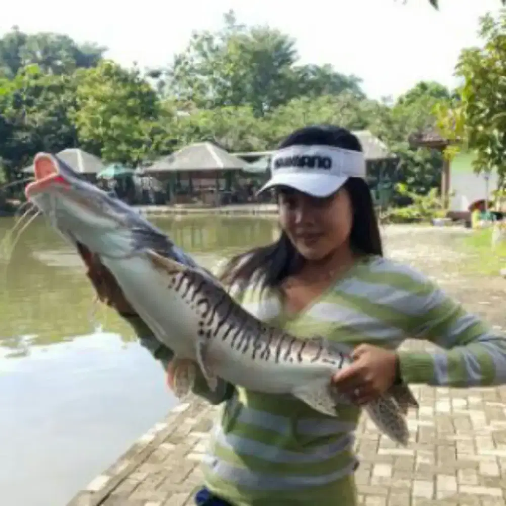Tiger catfish TSN 55-60cm