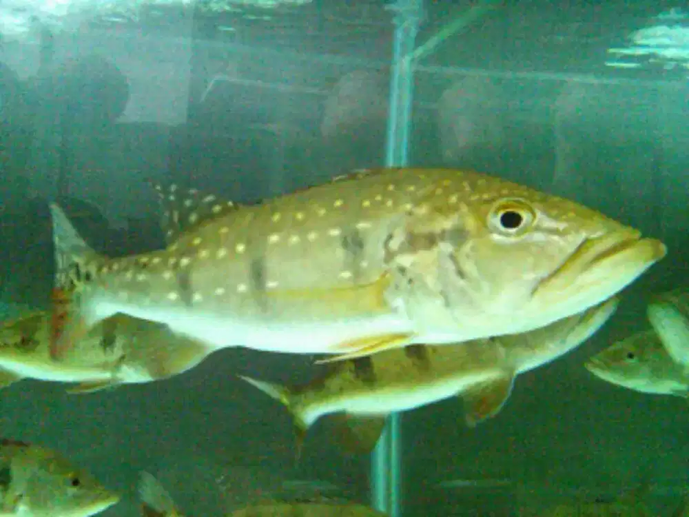 Ikan temensis 50cm