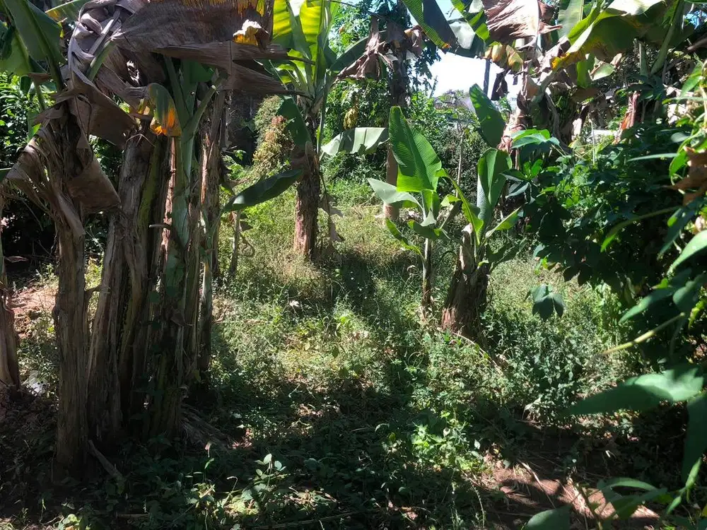 Tanah pekarangan padat penduduk