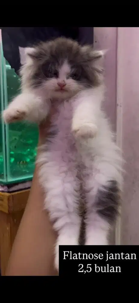 Kucing flatnose kitten