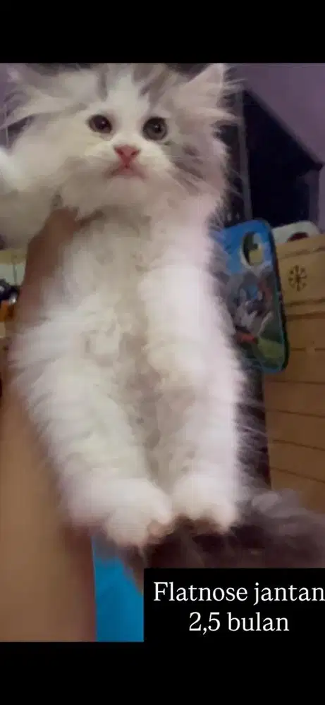 Kucing flatnose kitten