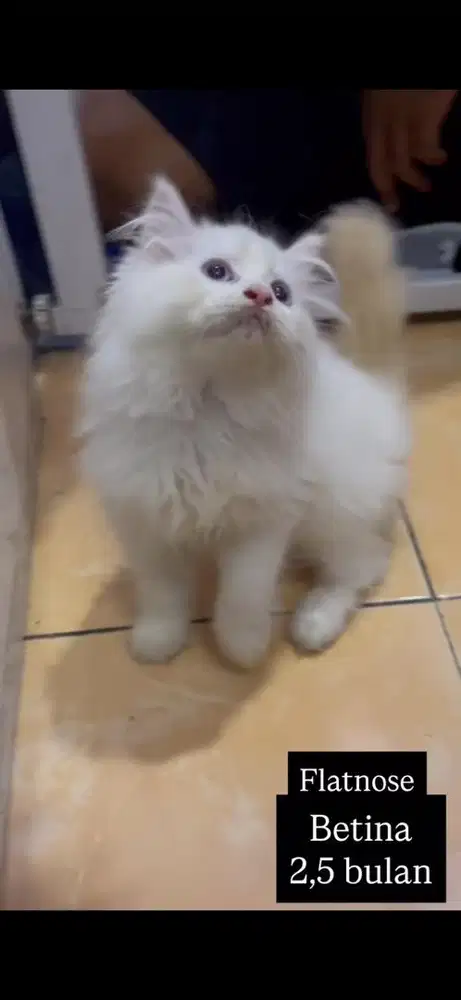Kucing flatnose kitten