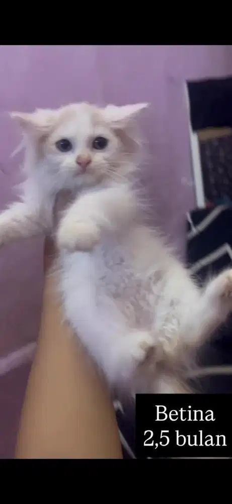 Kucing persia kitten