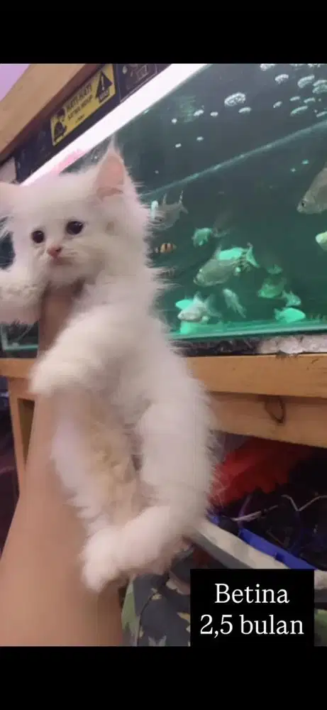 Kucing persia kitten