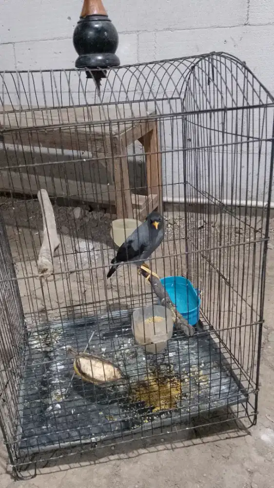 Burung jalk kerbau
