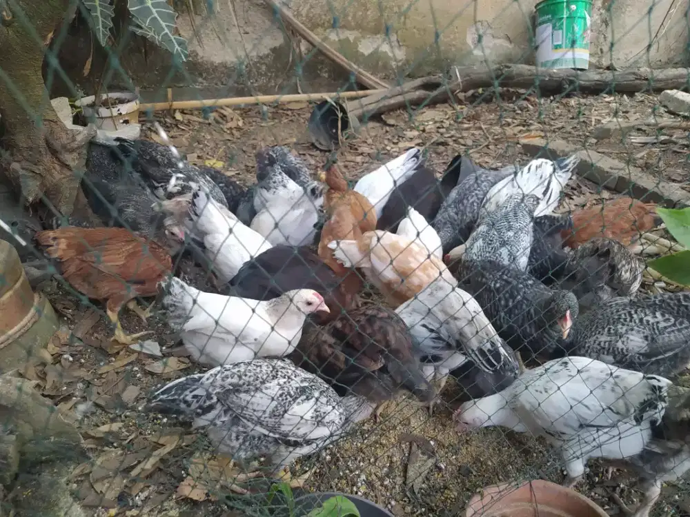 Jual Ayam Elba, Kuntara, Uraba, arab