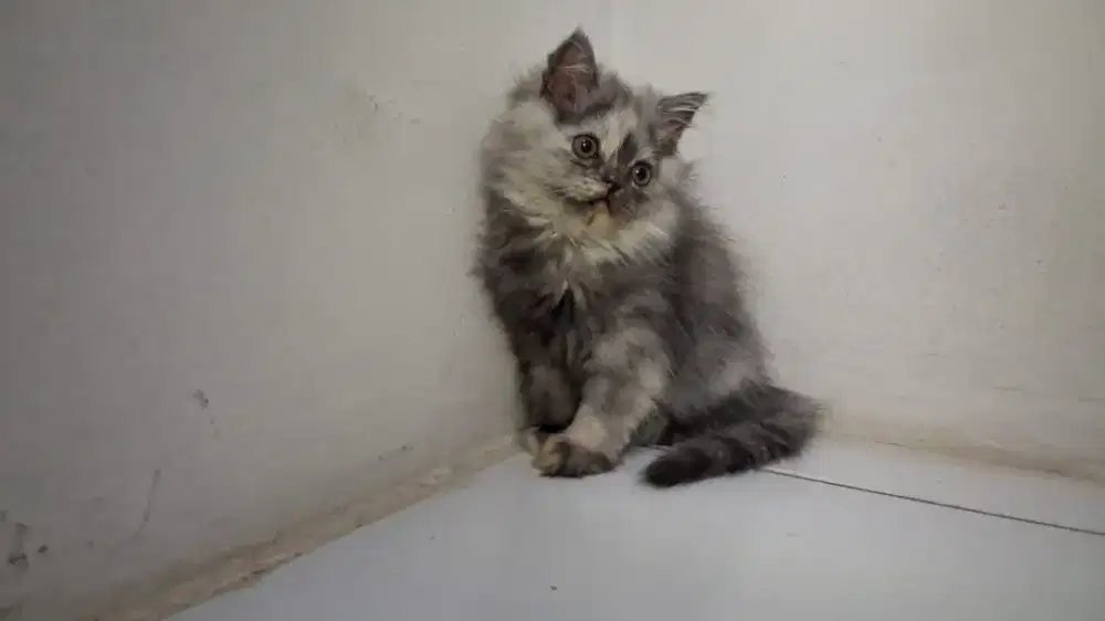 Jual kucing persia long hair