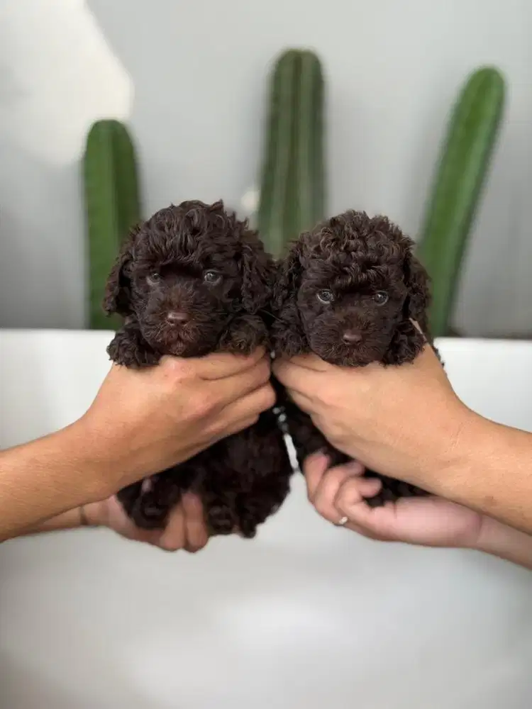 Toy Poodle warna Choco