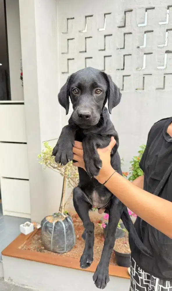Labrador Hitam Cakep