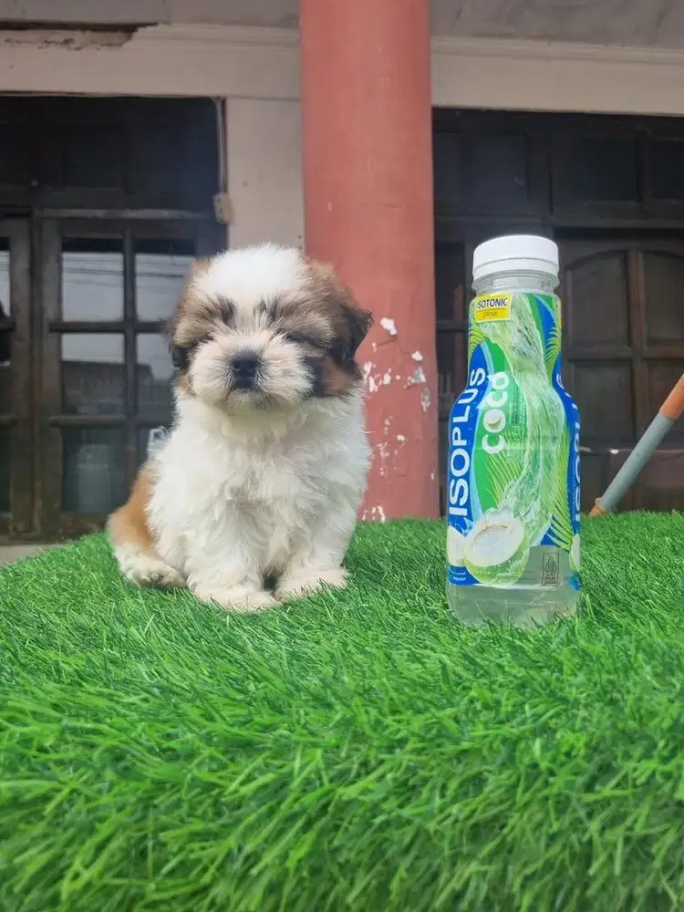 Jual anjing mini shitzu asli